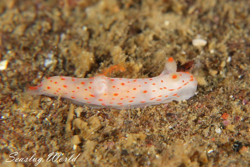 アカボシウミウシ Gymnodoris alba