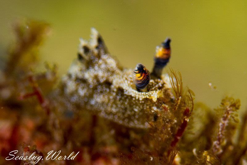 フジタウミウシ属の一種 4 Polycera sp. 4