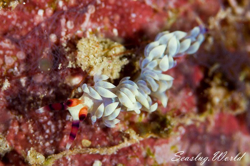 ムカデミノウミウシ Pteraeolidia semperi