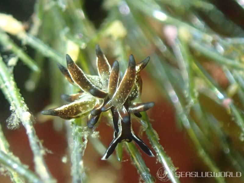 トヤマモウミウシ Aplysiopsis toyamana