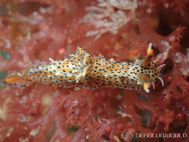 フジタウミウシ Polycera fujitai