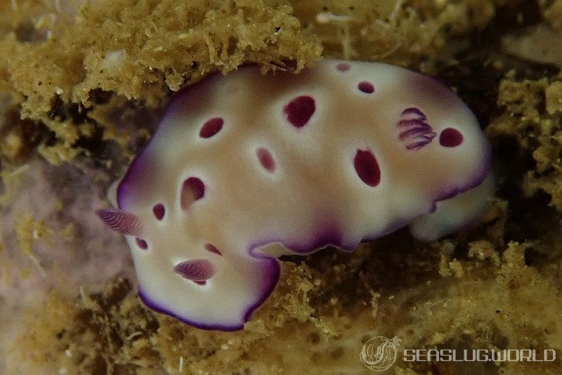 マダライロウミウシ Hypselodoris tryoni