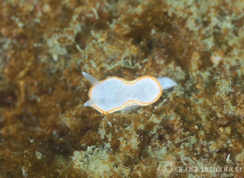 ミツイラメリウミウシ Diaphorodoris mitsuii