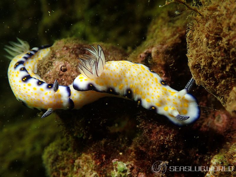 Hypselodoris imperialis (Pease, 1860)