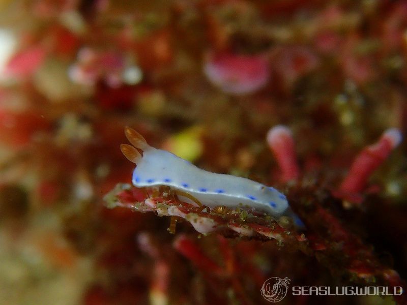 アオウミウシ属の一種 6 Hypselodoris sp. 6