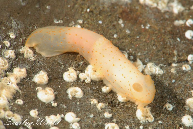 キヌハダモドキ Gymnodoris citrina