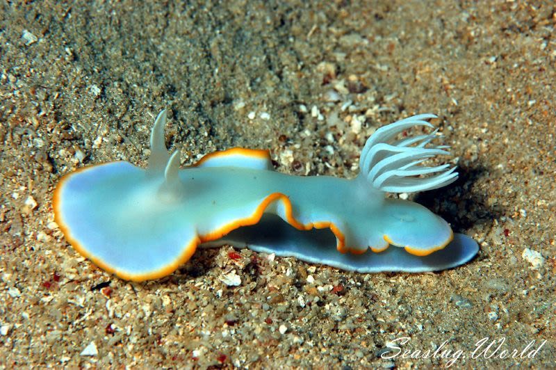 メレンゲウミウシ Ardeadoris egretta