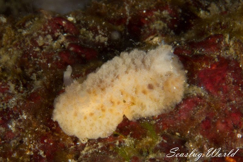 カイメンウミウシ属の一種 1 Atagema Sp 1 世界のウミウシ