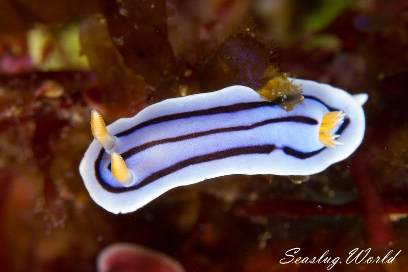 ミスジアオイロウミウシ Chromodoris lochi