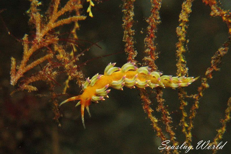 フジエラミノウミウシ属の一種 8 Trinchesia sp. 8