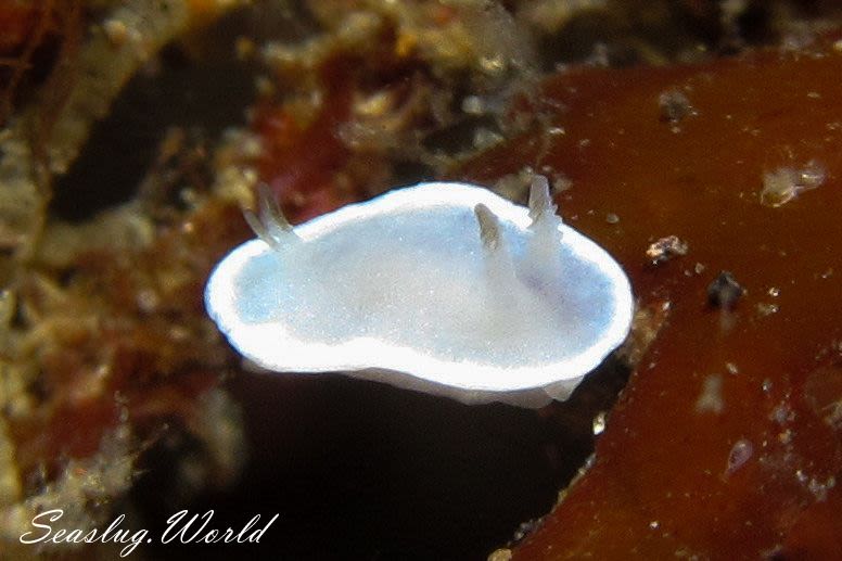 ジボガウミウシ Glossodoris misakinosibogae