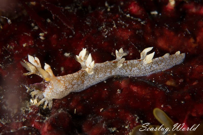 ヤマトユビウミウシ Bornella hermanni