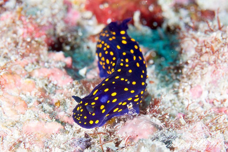 フェリマレ・カリフォルニエンシス Felimare californiensis