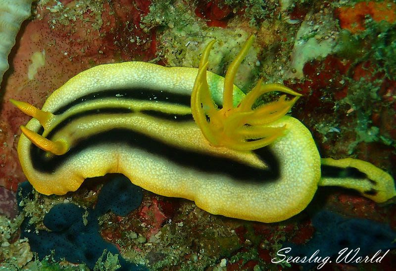 Chromodoris joshi