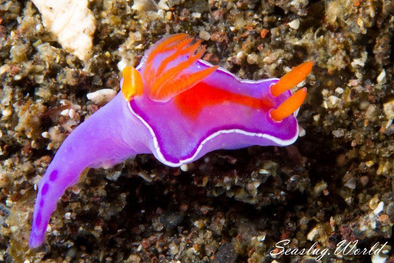 フタイロニシキウミウシ Ceratosoma bicolor