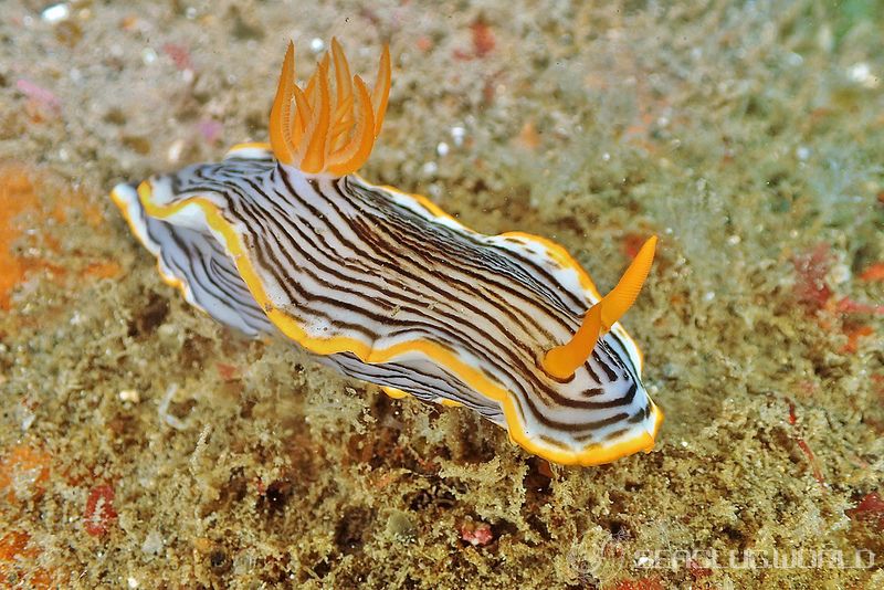 クロスジウミウシ Chromodoris sp. 6