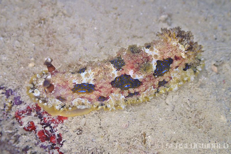 ミヤコウミウシ Dendrodoris krusensternii