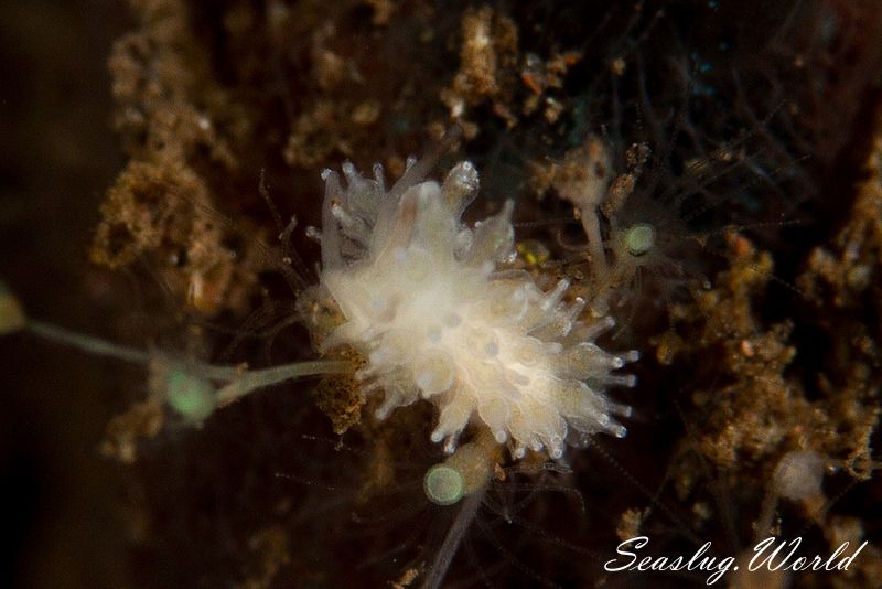 ホリミノウミウシ属の一種 16 Eubranchus sp.16