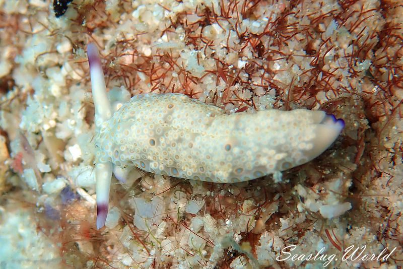 チドリミドリガイ Plakobranchus ocellatus