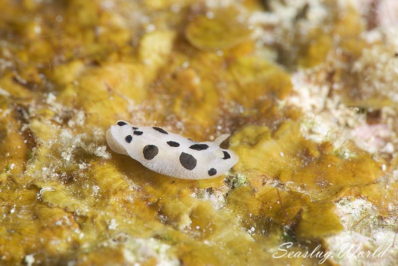 ミズタマイボウミウシ Phyllidia scottjohnsoni