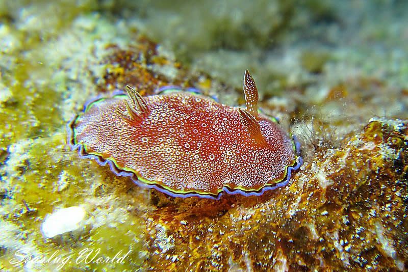 ホムライロウミウシ Goniobranchus albopunctatus