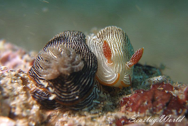 ホソスジイロウミウシ Chromodoris lineolata