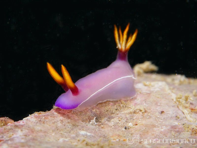 ヒュプセロドーリス・イバ Hypselodoris iba