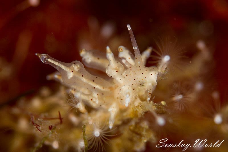 ホシアカリミノウミウシ Eubranchus sp. 5