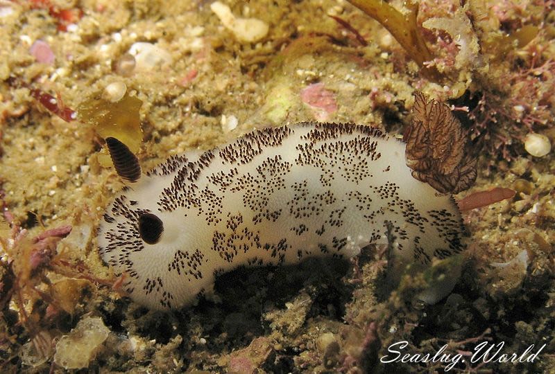 ブチウミウシ Jorunna funebris