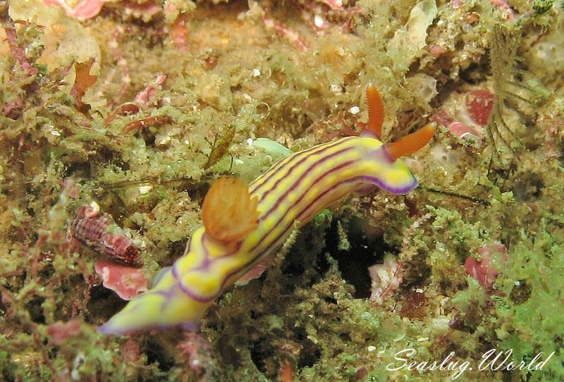 クチナシイロウミウシ Hypselodoris whitei