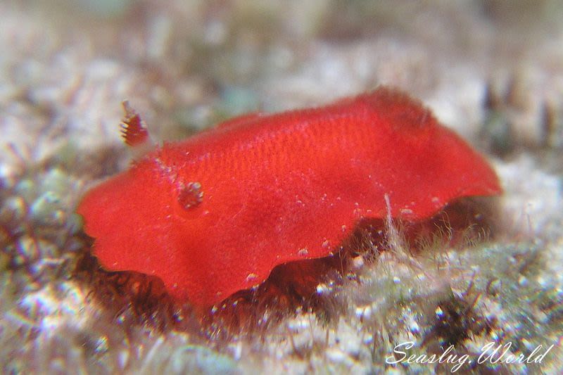 ヒメアカウミウシ Rostanga Sp 1 世界のウミウシ