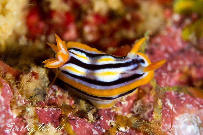 ガヒイロウミウシ Chromodoris sp. 2