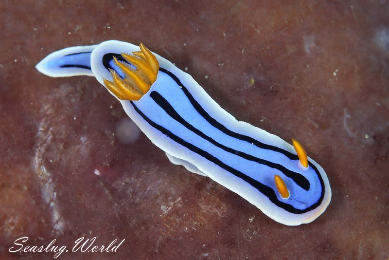 ミスジアオイロウミウシ Chromodoris Lochi 世界のウミウシ