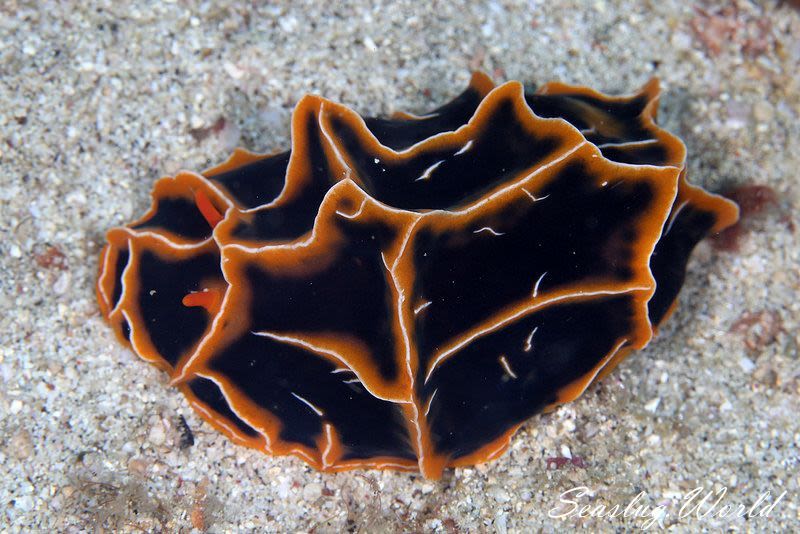 クロカブトウミウシ Reticulidia Halgerda 世界のウミウシ