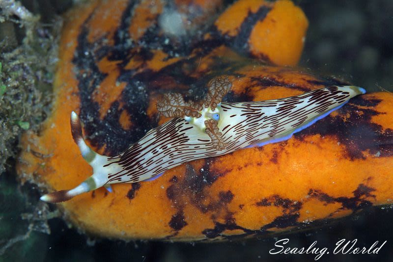 ネムブロータ・リネオラータ Nembrotha lineolata