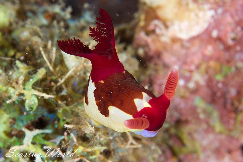 セグロリュウグウウミウシ Nembrotha chamberlaini