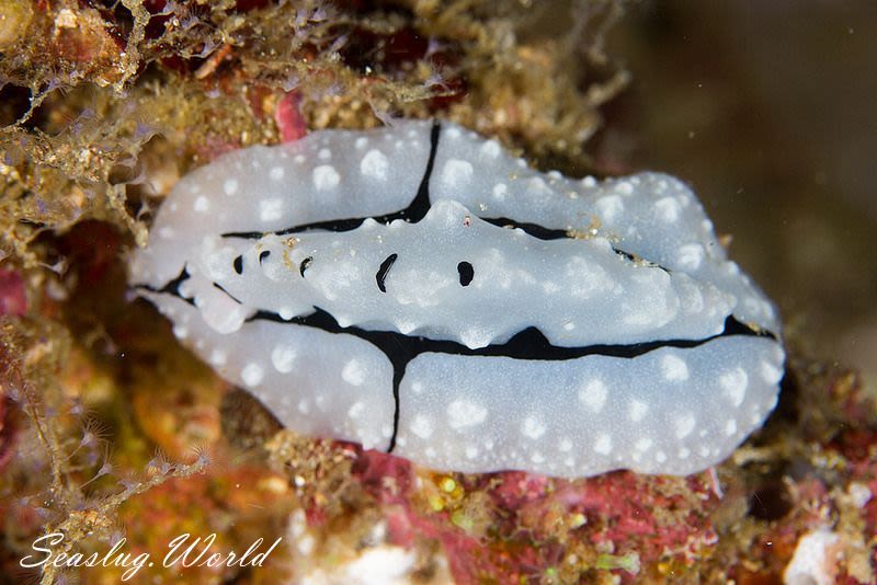 トサカイボウミウシ Phyllidiopsis shireenae