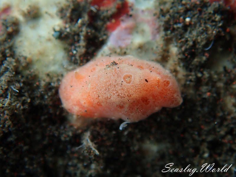 カザンウミウシ Sclerodoris tuberculata