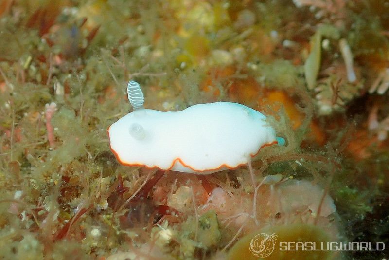 ボンボリイロウミウシ Goniobranchus albonares