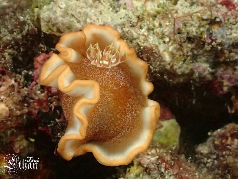 キャラメルウミウシ Glossodoris rufomarginata