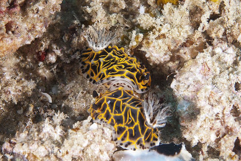 ハルゲルダ・ワシーニエンシス Halgerda wasinensis 世界のウミウシ