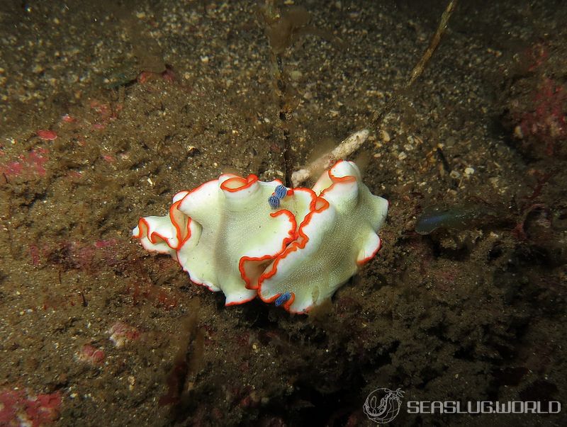 アワシマオトメウミウシ Dermatobranchus albopunctulatus