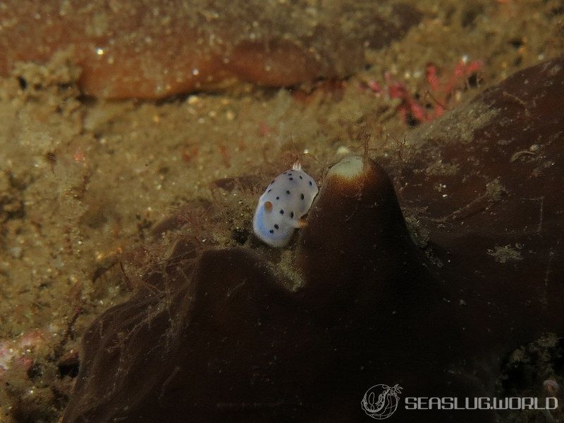 ウスイロウミウシ Hypselodoris placida