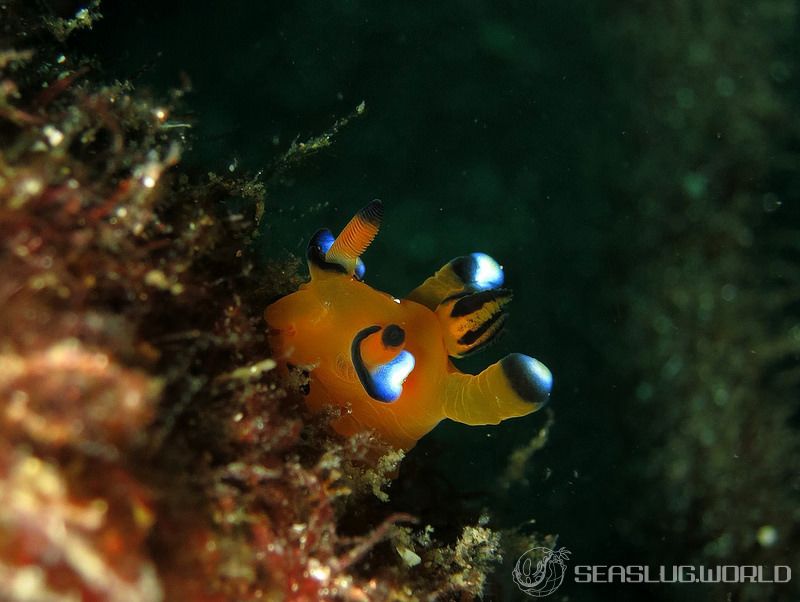 ウデフリツノザヤウミウシ Thecacera pacifica