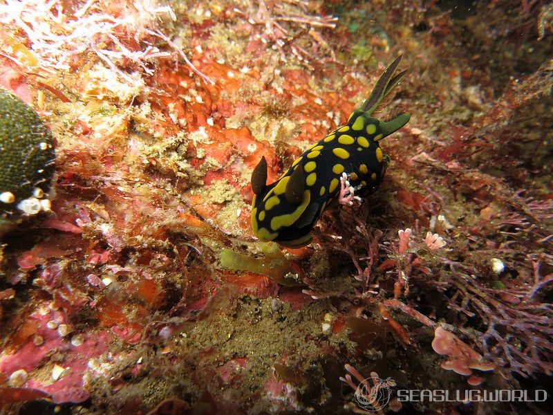 サガミリュウグウウミウシ Tambja sagamiana