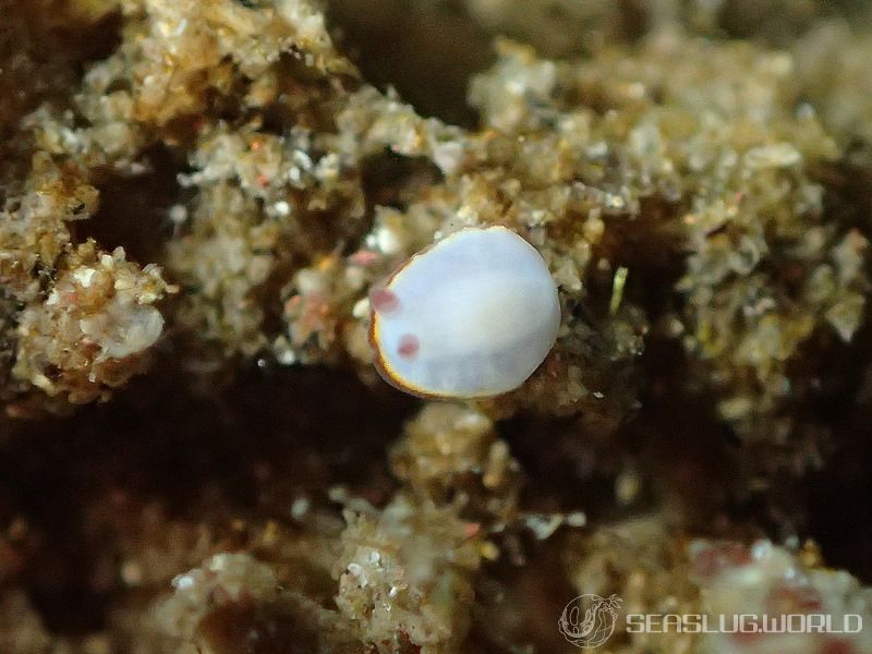 シラヒメウミウシ Goniobranchus sinensis