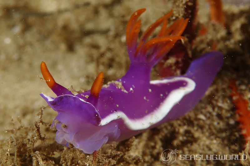 カグヤヒメウミウシ Hypselodoris variobranchia