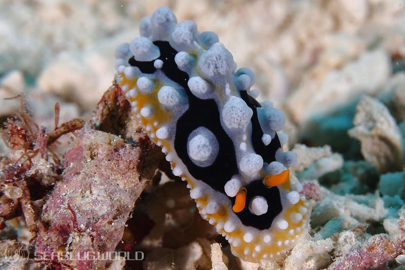 キイロイボウミウシ Phyllidia ocellata