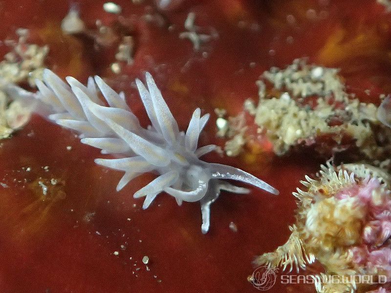 ホリミノウミウシ属の一種 25 Eubranchus sp.25