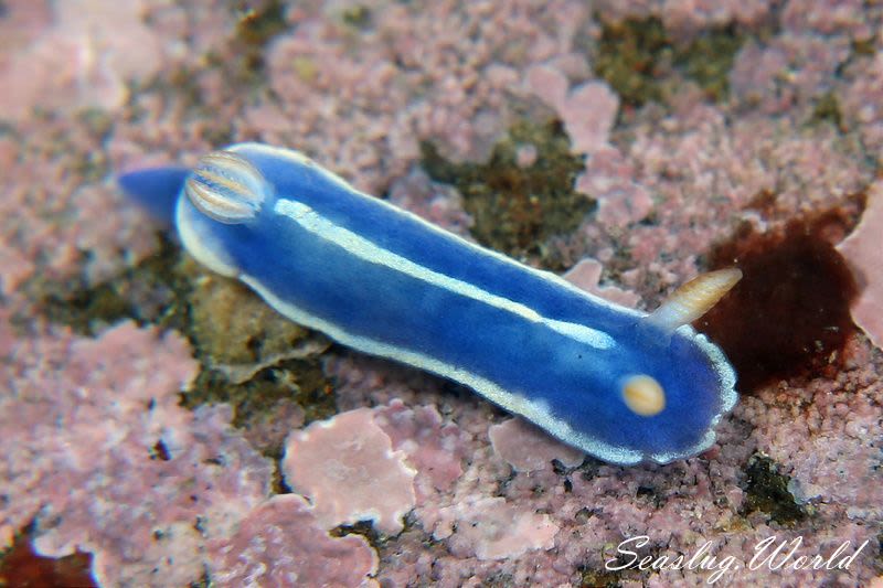 アオウミウシ Hypselodoris festiva